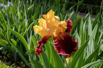 Bearded iris cultivar with yellow maroon flowers.