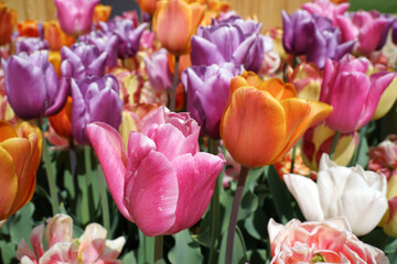 Cheerful coloured mix of late blooming tulips. There is pink, purple, orange and white in the mixture