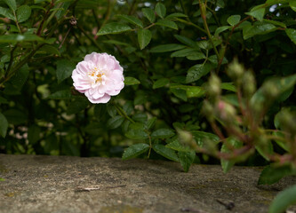 Light pink flower isolated on a dark green background