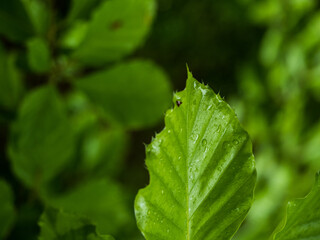 green leaf with dew drops