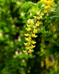 yellow wisteria flower in spring. flowers in the park. Wisteria blooms