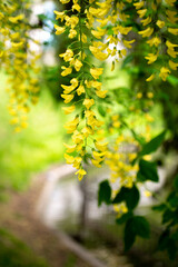 yellow wisteria flower in spring. flowers in the park. Wisteria blooms