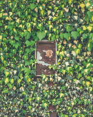 old mailbox on the fence. the fence was overgrown with leaves. Ivano-Frankivsk. Ukraine.