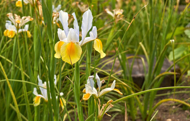 Yellow and white iris flower