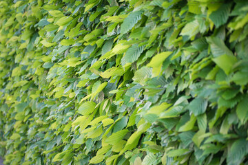 the fence was overgrown with leaves. Ivano-Frankivsk. Ukraine.