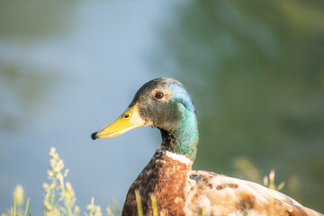 Duck living in the park. Ivano-Frankivsk. Ukraine.