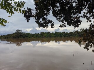 view of trees on the river kalimantan