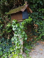 Rustic mailbox among shrubs and ivy.