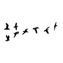 Set of seagulls birds, nautical sailor tattoo sketch. Black stroke of flying sea gull silhouettes on white background. Marine set. Drawings of different shapes of water birds in the flock. Vector.