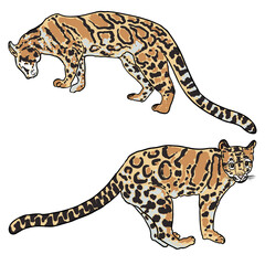 Leopard set, wild cat drawing, Clouded leopard from Himalayan. Hand drawn wildcat hunting. Vector.