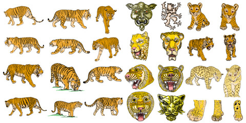 Set of tigers leopards and jaguars cub animals in various poses. Big cats heads and muzzles portraits. Live and made of stone statues and sculptures for decorations. Zodiac and lunar symbols. Vector. © desertsands