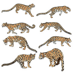 Leopard set, wild cat drawing, Clouded leopard from Himalayan. Hand drawn wildcat hunting. Vector. © desertsands