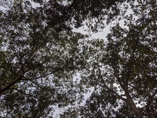 trees and sky