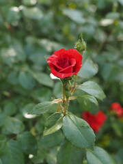Shrub with newly blossomed red rose. It symbolizes a love born recently.