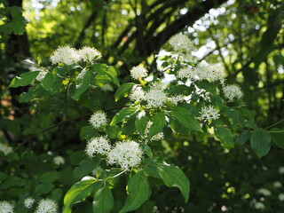 Cornus sanguinea, the common dogwood or bloody dogwood, is a species of dogwood native to most of Europe and western Asia. This plant has antithrombotic and anticoagulant properties.