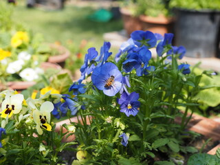 A bee lands on top of a blue pansy.