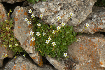 Saxifraga fragosoi Sennen. Saxifragaceae