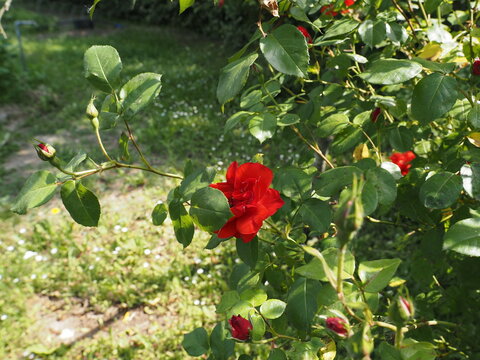 Bush of red roses in bloom.