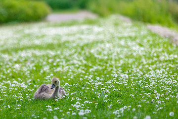 goose on the meadow