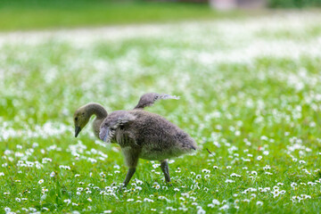 goose on the meadow