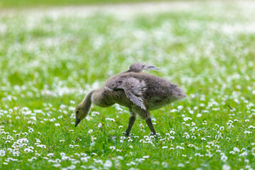 goose on the meadow