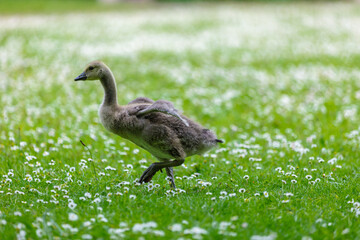 goose on the meadow