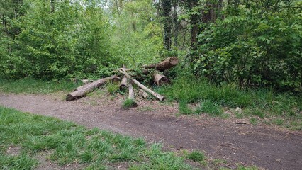 altrheinarme karlsruhe rhein natur