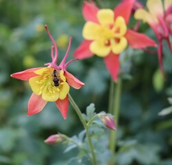 Coral Columbine with Dung Bee