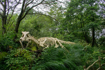 Skelet of dinosaur in forest