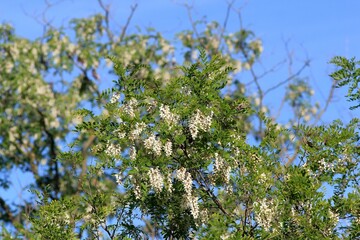 White Robinia pseudoacacia flowers on a branch on a blurry background