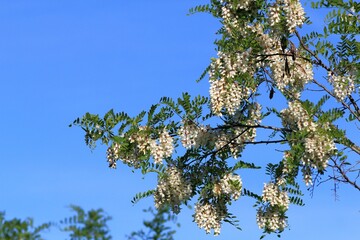 White Robinia pseudoacacia flowers on a branch on a blurry background