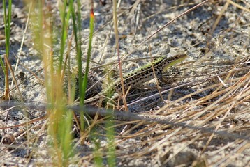 Naklejka na ściany i meble Male lizard Podarcis tauricus in the grass in spring