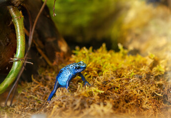 Dyeing Poison-arrow frog Dendrobates tinctorius