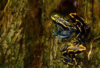 Dyeing Poison-arrow frog Dendrobates tinctorius