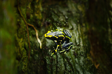  Dyeing Poison-arrow frog Dendrobates tinctorius