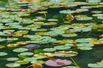 pink water lilies