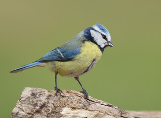 Obraz premium blue tit