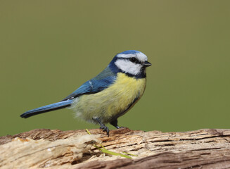 Obraz premium blue tit