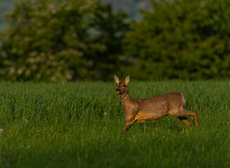 Female roe deer on green spring meadow near forest