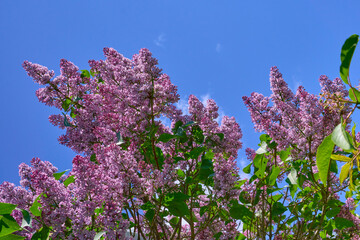 Lilac branches against the blue sky