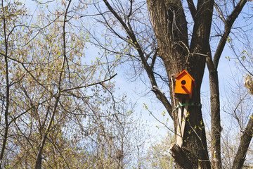 Bird feeders. Feeding birds in the forest. Birdhouse on a tree.