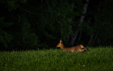 Female roe deer on green spring meadow near forest