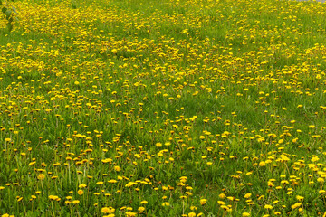 Field with yellow dandelions. Weed that causes allergies