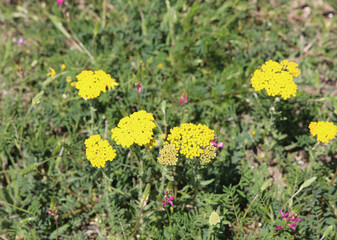 Obraz premium Achillea tomentosa, Yarrow felt, yellow