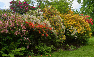 Fototapeta na wymiar Mixed color Rhododendron bush example