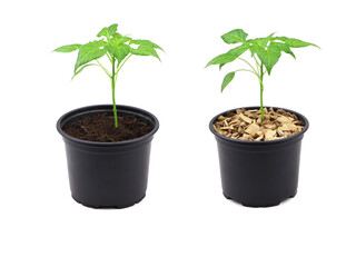 Pepper seedlings in a black pot mulched with chips isolated on a white background.A young pepper sprout in a pot isolated on a white background.Pepper seedlings. Copy space.Gardening