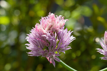 close-up of a pink blossom of a chive plant