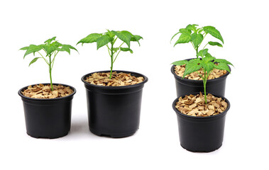 Pepper seedlings in a black pot mulched with chips isolated on a white background.A young pepper sprout in a pot isolated on a white background.Pepper seedlings. Copy space.Gardening