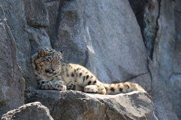 close up of a leopard