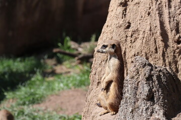 meerkat on the ground
